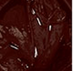 Dark