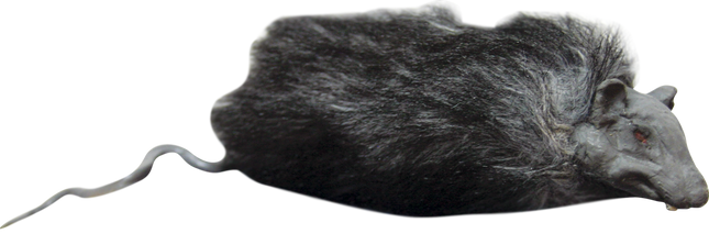 Hairy Rat Prop