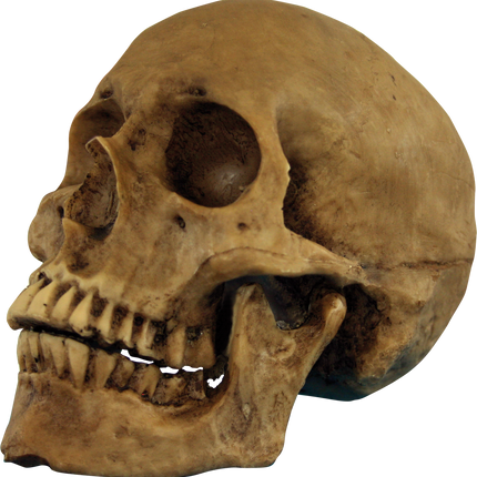 Skull Cranium Resin