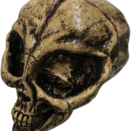 Alien Resin Skull Image