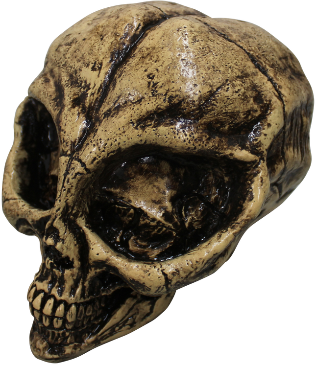 Alien Resin Skull Image