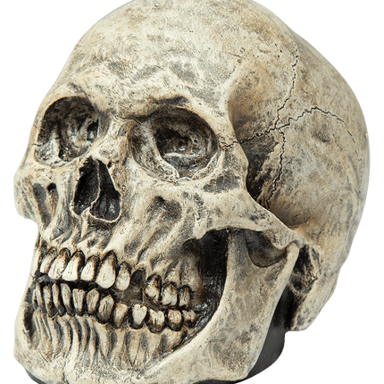 Human Skull Prop