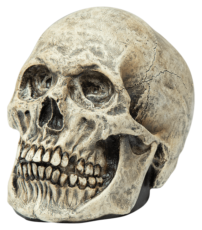 Human Skull Prop