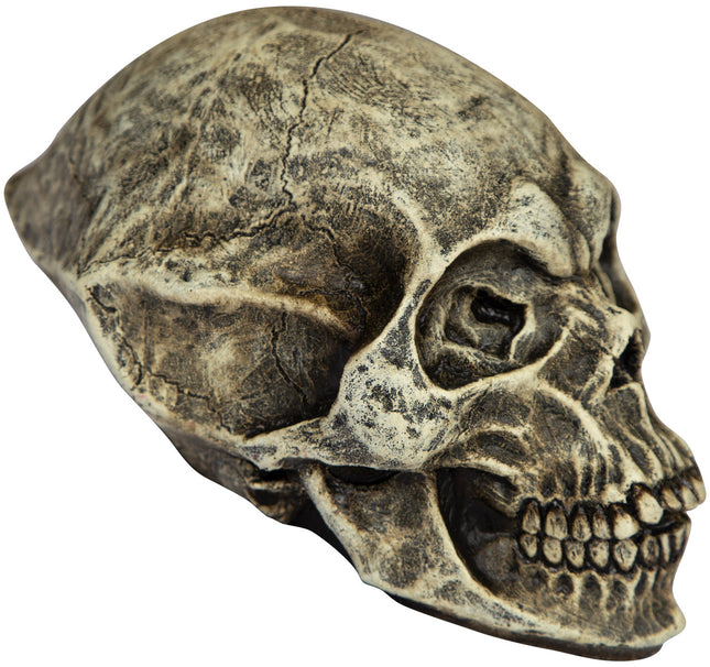 Alien Skull Latex Prop- side view