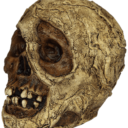 Mummy Skull Prop