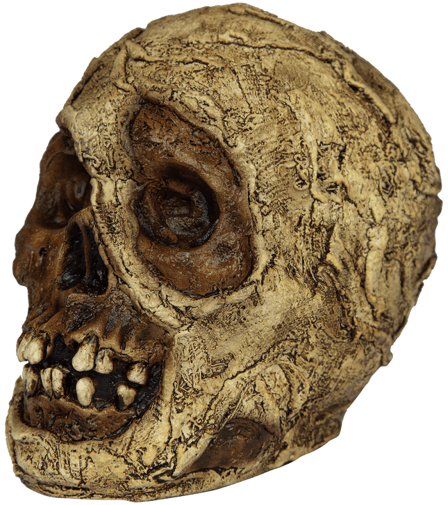 Mummy Skull Prop