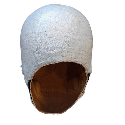 Blue Sugar Skull Prop- back view