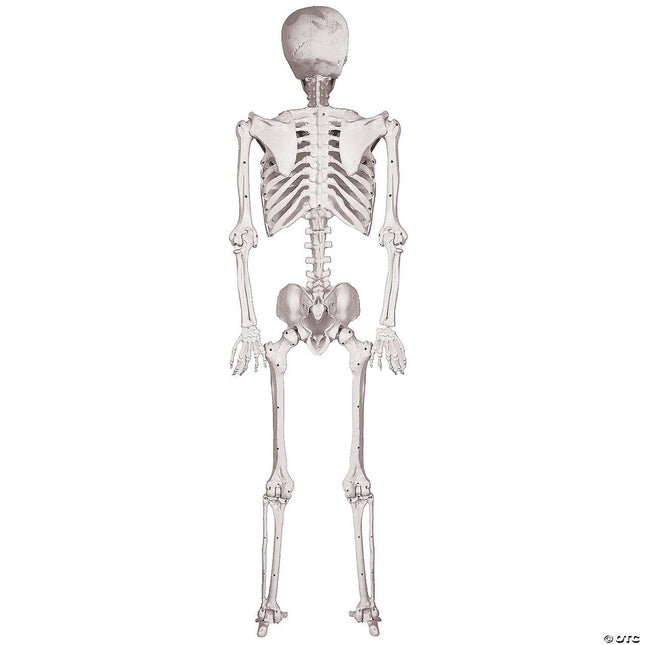 Skeleton Pose & Hold Life-size Prop- back view