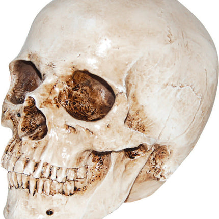 Realistic Human Skull