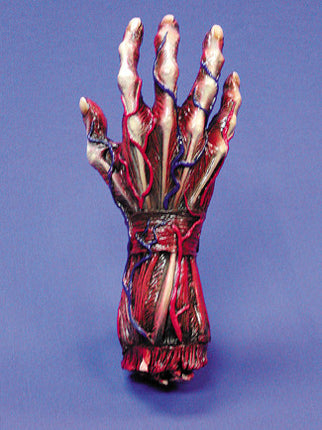 SKINNED RIGHT HAND