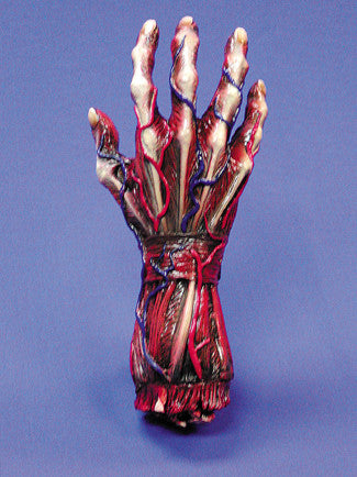 SKINNED RIGHT HAND