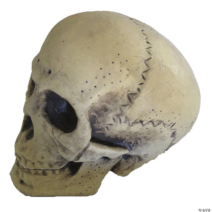 9.5" Foam Skull- side view