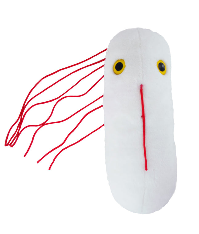 Gigantic Salmonella- Front View