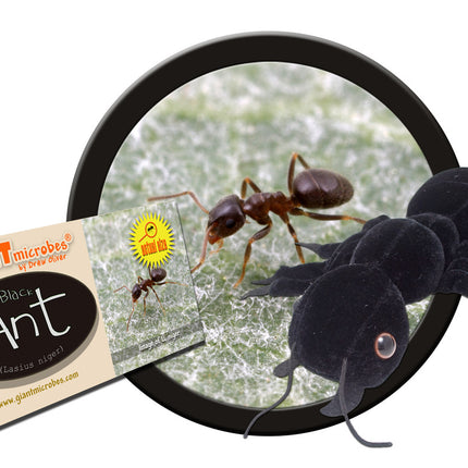 Black Ant