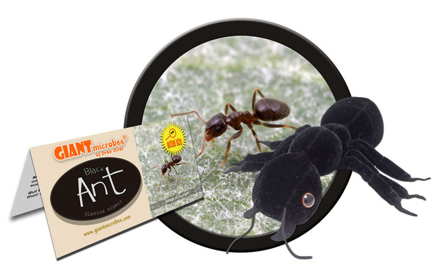 Black Ant
