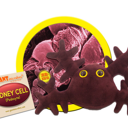 Kidney Cell