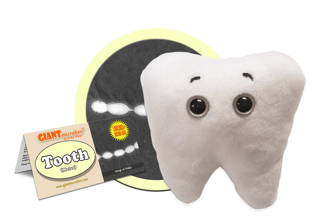 Tooth