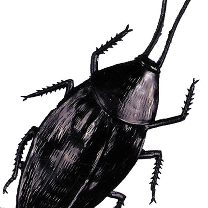 Giant Texas Cockroach