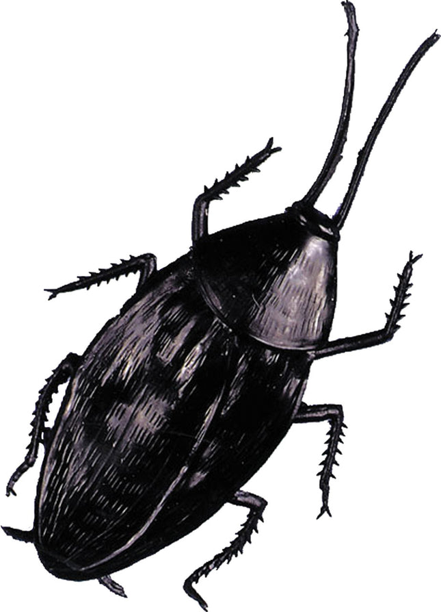 Giant Texas Cockroach