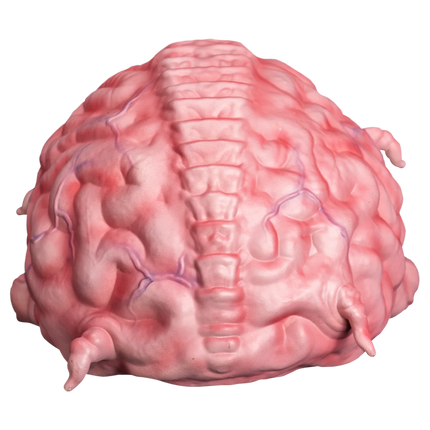 Teenage Mutant Ninja Turtles - Krang Prop