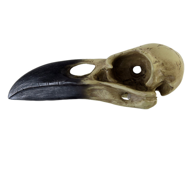 Corvus Alchemia Skull- side view
