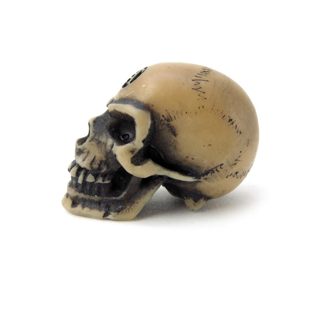 Lapillus Worry Skull- side view