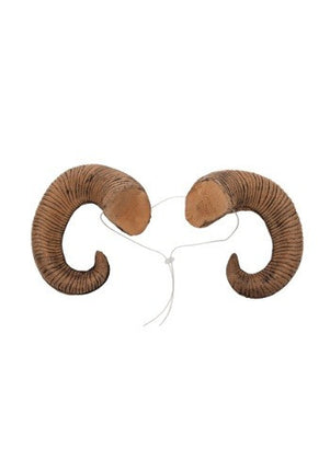 Ram Horns- bottom view