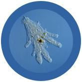 amoeba under the microscope