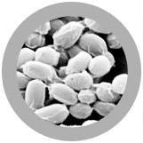 Anthrax/ Bacillus anthracis under the microscope