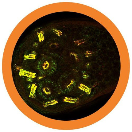 antibody/ Immunoglobulin under the microscope