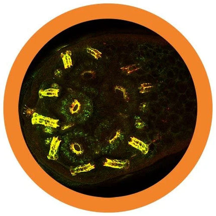 antibody under the microscope
