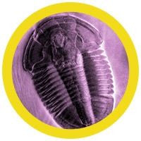Trilobite/ Asaphiscus wheeleri under the microscope