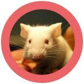 Real Lab Mouse