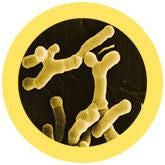 Bifidobacterium longum