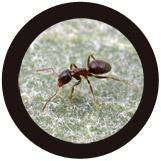 Lasius niger