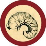 Anobium punctatum