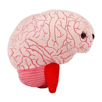Brain Organ- Right vIew