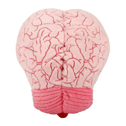 Brain Organ- Back View