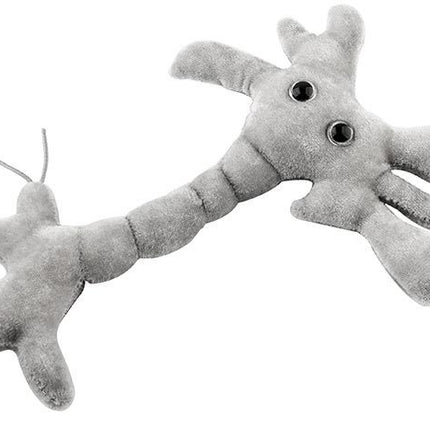 Brain Cell (Neuron)- Side View