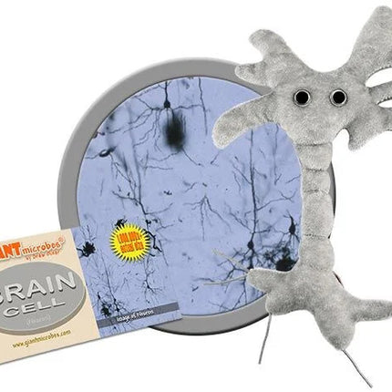 Brain Cell (Neuron)- With Informational Tag
