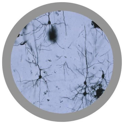 Brain Cell Under Microscope