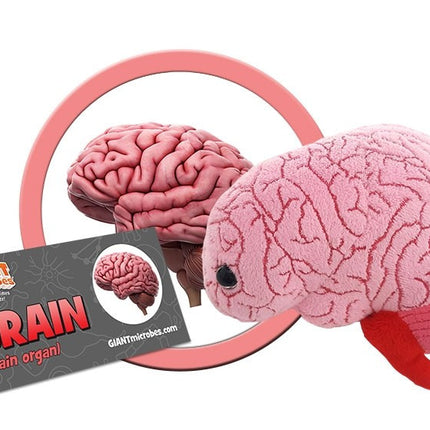 Brain Organ- With Informational Tag