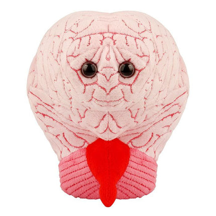 Brain Organ- Front View