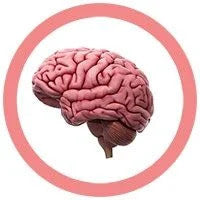 Brain