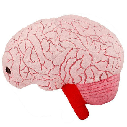 Brain Organ- Side View