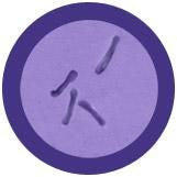 C. Diff- Classic- Microscope View