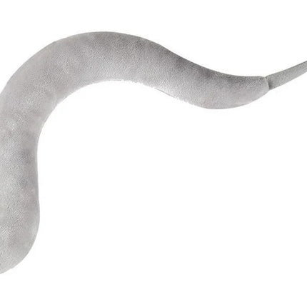 C. Elegans- Back View