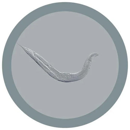C. Elegans under microscope