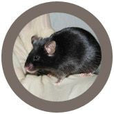 Lab Mouse