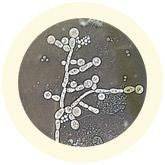Candida Fungus